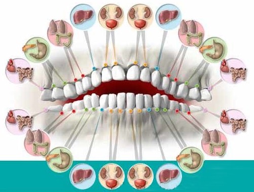 RELAÇÃO ENTRE ÓRGÃOS E DENTES